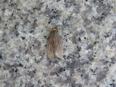 Macrobrochis staudingeri