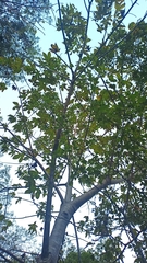 Cochlospermum vitifolium