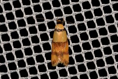 Saphezona pholidoxantha