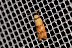 Saphezona pholidoxantha