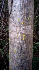 Cochlospermum vitifolium