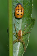 Dolomedes