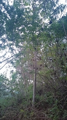 Cochlospermum vitifolium