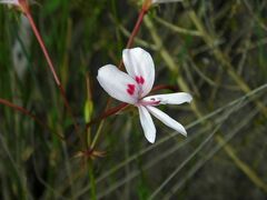 Pelargonium divisifolium