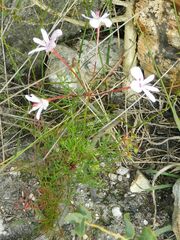 Pelargonium divisifolium