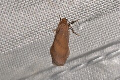 Lambula obliquilinea