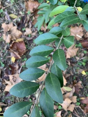 Ligustrum obtusifolium