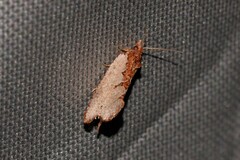 Glyphidoptera polymita