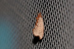 Glyphidoptera polymita