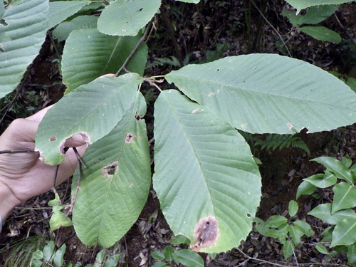 Meliosma myriantha (Meliosma myriantha)