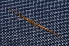 Styringomyia