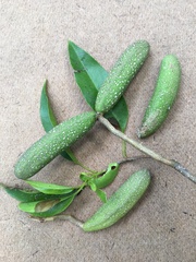 Aspidosperma cylindrocarpon