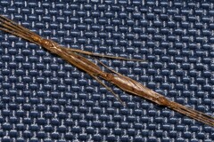 Styringomyia