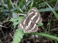 Neptis sappho intermedia