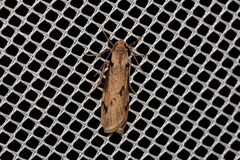 Graphosia stenopepla