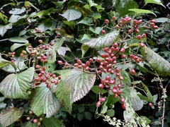Viburnum wrightii