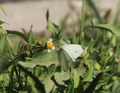 Pieris rapae rapae