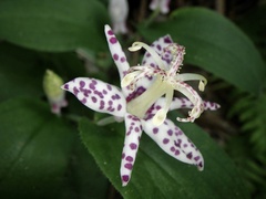 Tricyrtis affinis