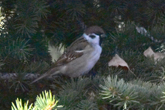 Passer montanus dilutus