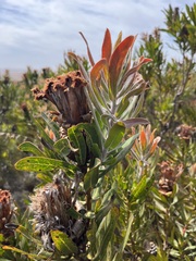 Protea neriifolia