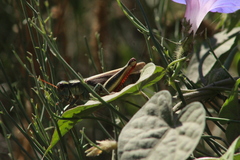 Melanoplus thomasi