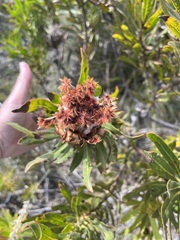Protea neriifolia