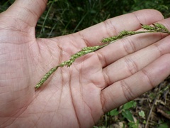 Carex brunnea