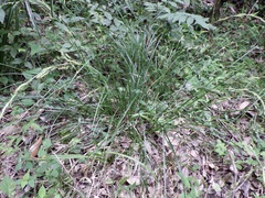 Carex brunnea
