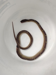 Lycodon anamallensis