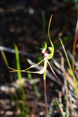 Caladenia dilatata