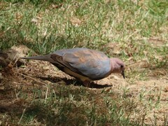 Streptopelia senegalensis senegalensis