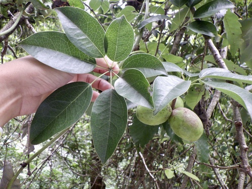 Stauntonia hexaphylla (Stauntonia hexaphylla)