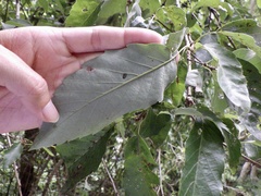 Quercus variabilis