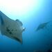 Reef Manta Ray - Photo (c) Luis P. B., some rights reserved (CC BY-NC), uploaded by Luis P. B.