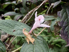 Weigela hortensis