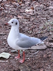 Chroicocephalus ridibundus