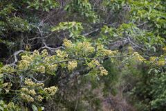 Dalbergia obovata