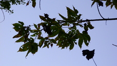Cochlospermum vitifolium