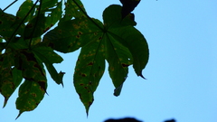 Cochlospermum vitifolium