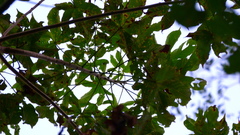 Cochlospermum vitifolium