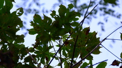 Cochlospermum vitifolium