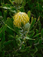 Leucospermum cuneiforme