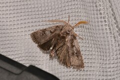 Cryptophasa irrorata