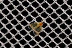 Saccharodite chrysonoe