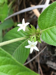 Sabicea cinerea