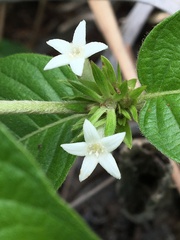 Sabicea cinerea