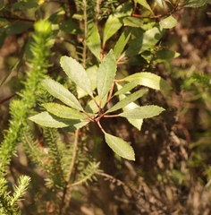 Laurophyllus capensis