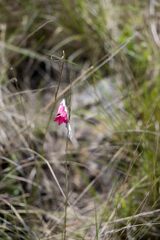 Dierama reynoldsii