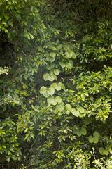 Dioscorea dregeana