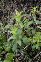 Argyrella canescens